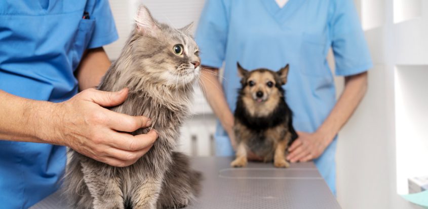 The Importance of Animal Rescue: How Peritos Foundation is Making a Difference